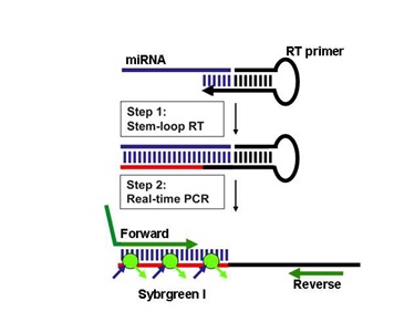 miRNA 荧光定量PCR的原理