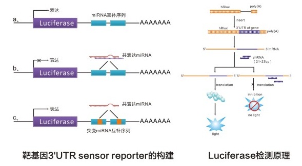 3’UTR区报告基因载体验证miRNA靶基因原理图