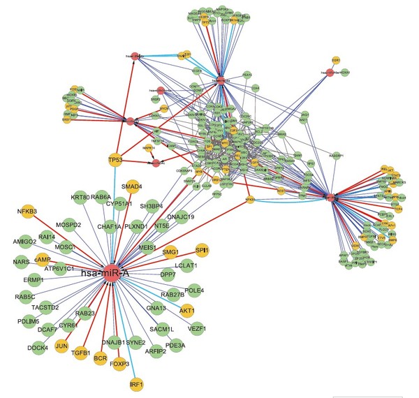 miRNA-mRNA调控网络图
