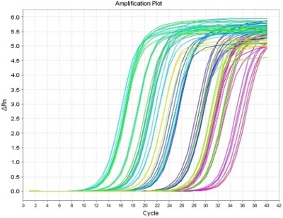 环状RNA定量PCR检测的扩增曲线.jpg