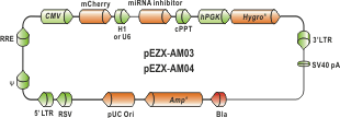 miRNA抑制剂表达载体